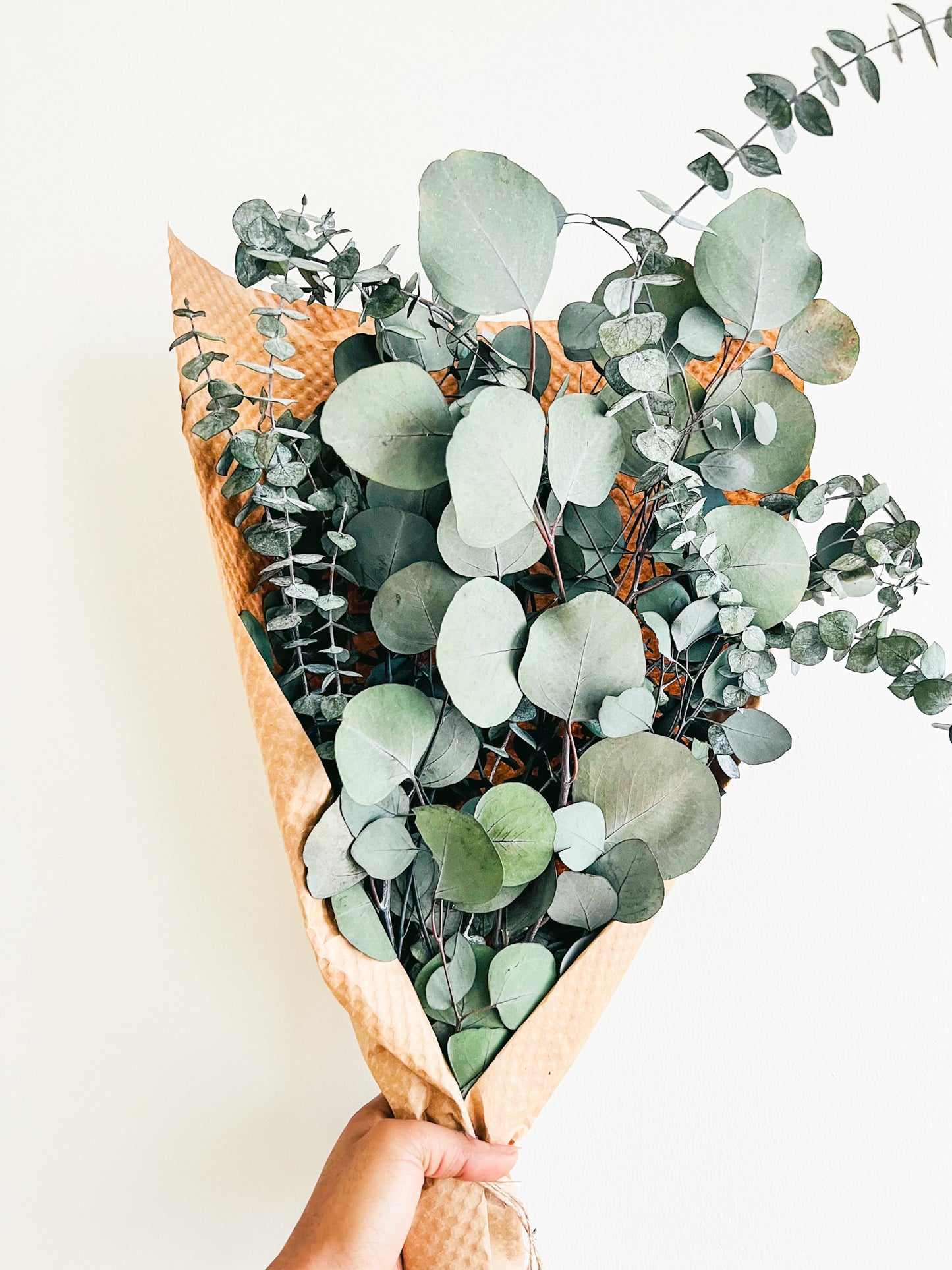 Silver Dollar & Baby Eucalyptus Bundle