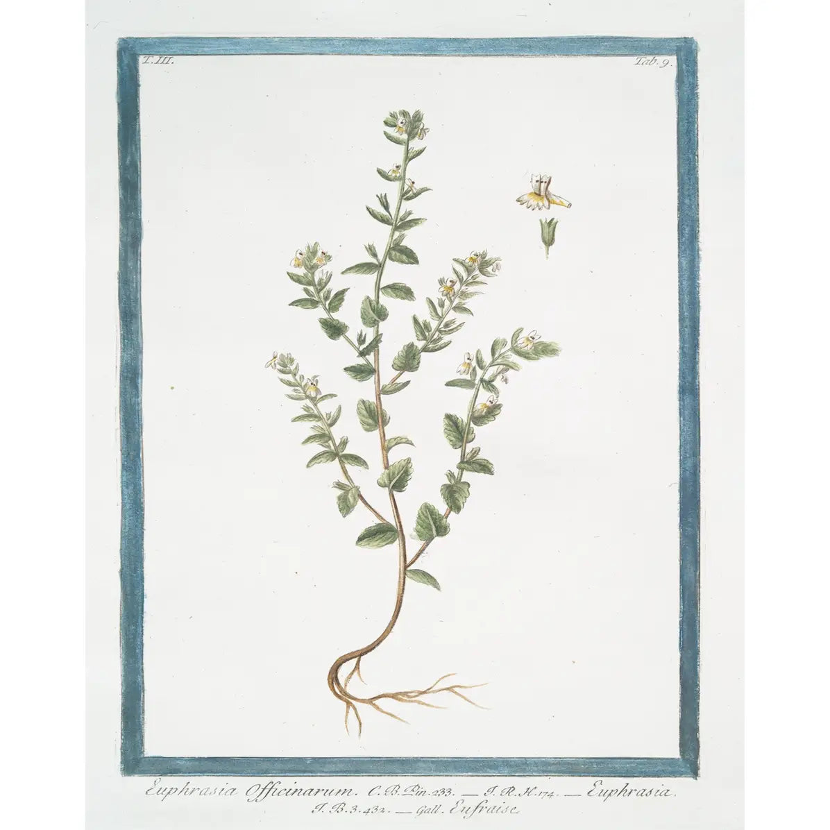 White Floral Buds Print - 18th Century