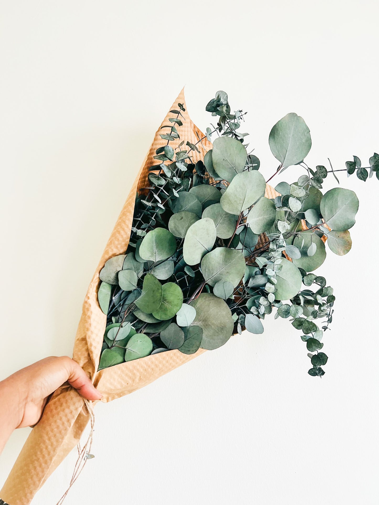 Silver Dollar & Baby Eucalyptus Bundle