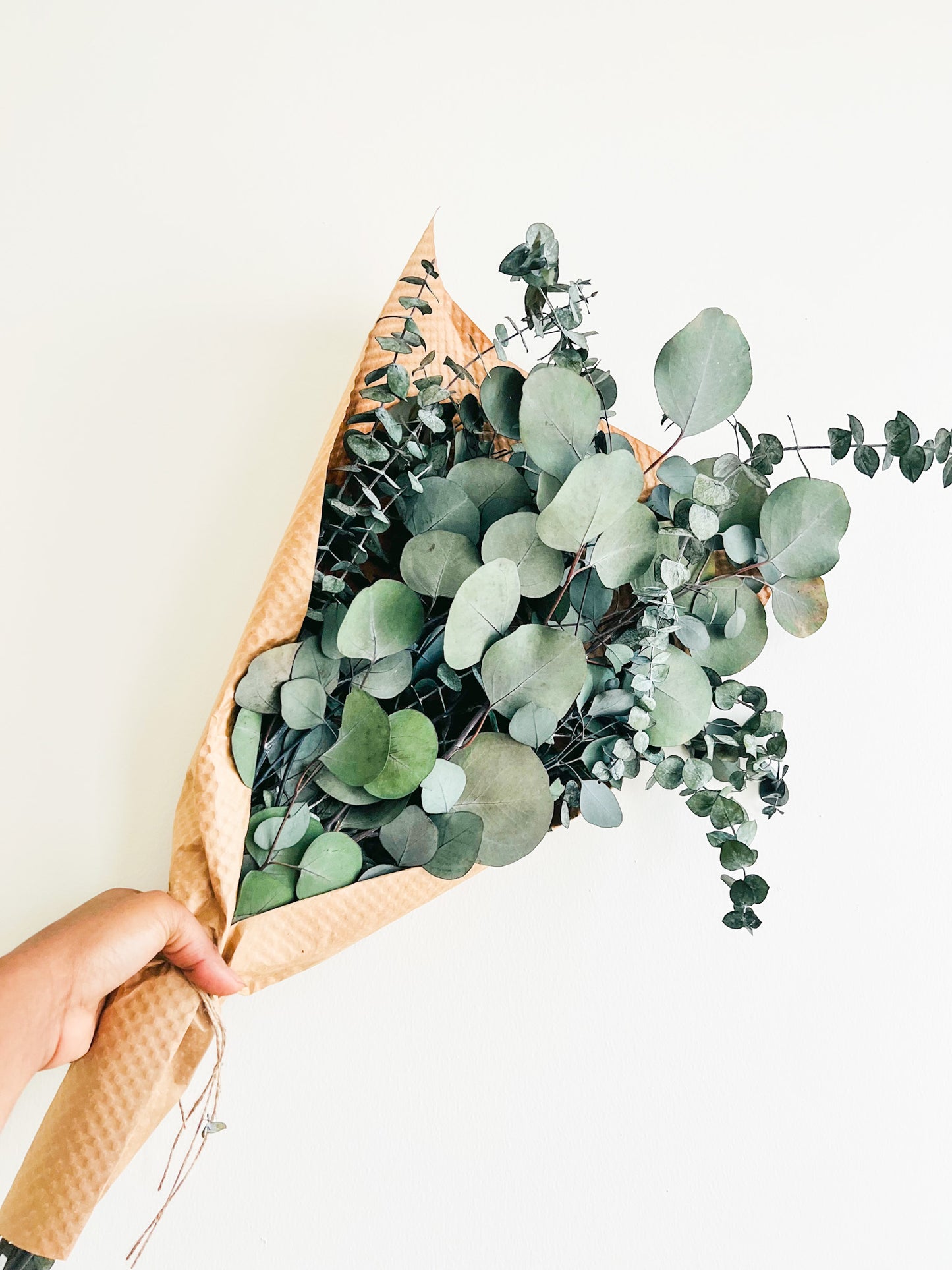 Silver Dollar & Baby Eucalyptus Bundle